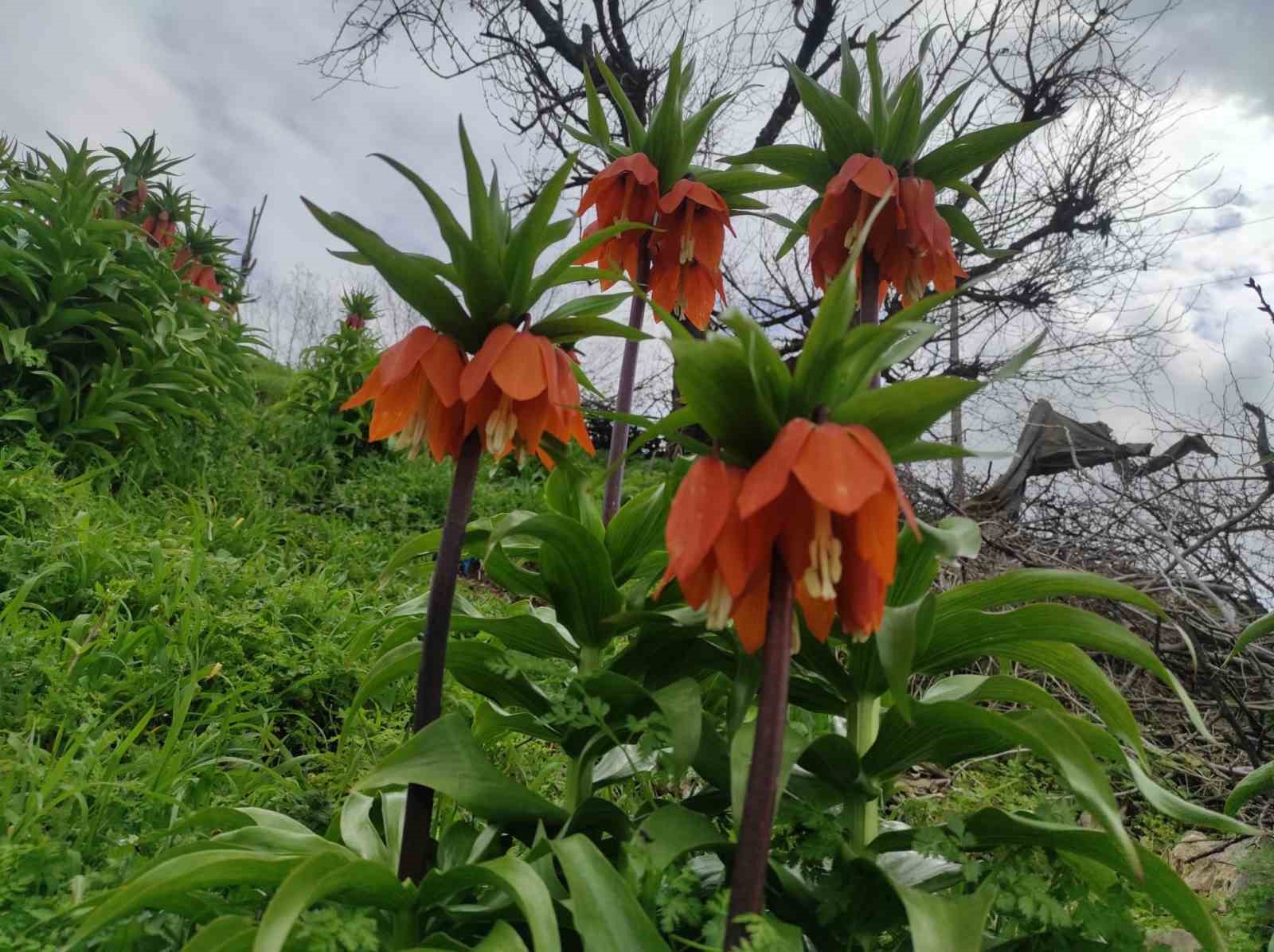 Baharın hüzünlü çiçeği: Doğu ve Güneydoğu Anadolu Bölgesi’nin sembolü ters lale yoğun ilgi görüyor
