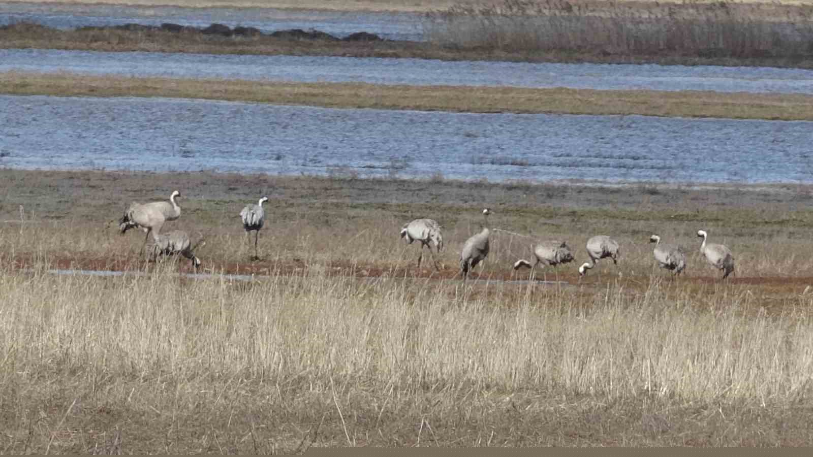 Baharın ilk habercilerinden turnalar kendini gösterdi
