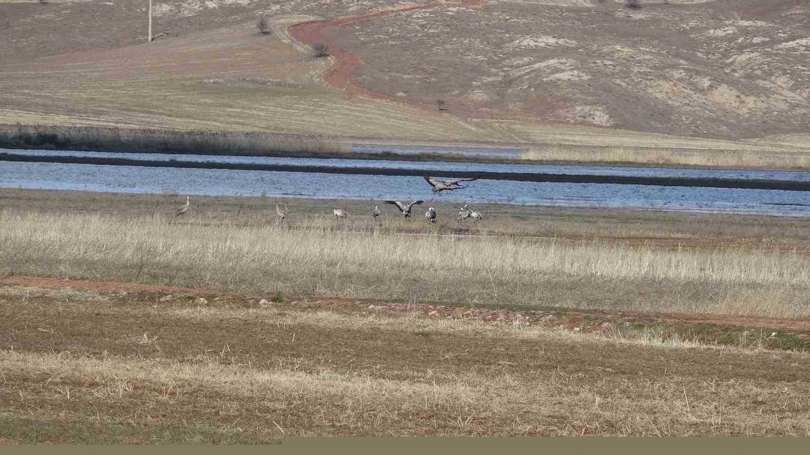 Baharın ilk habercilerinden turnalar kendini gösterdi
