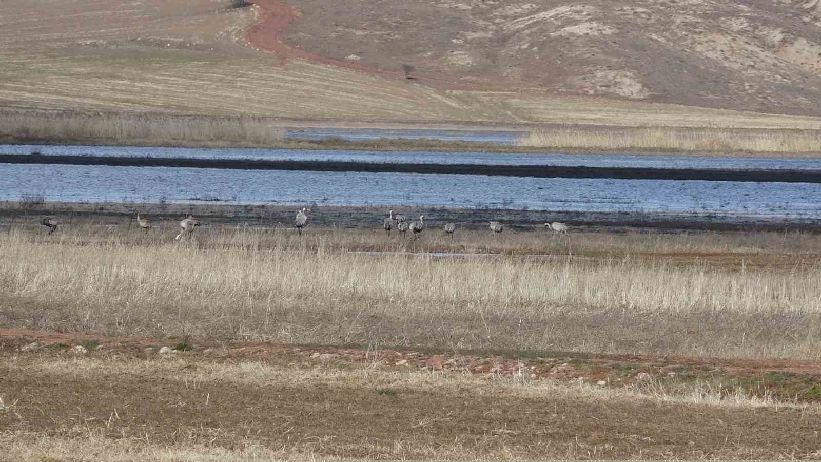 Baharın ilk habercilerinden turnalar kendini gösterdi
