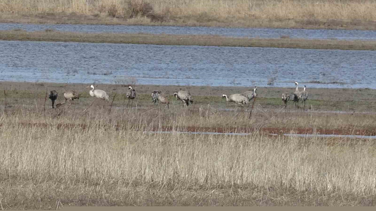 Baharın ilk habercilerinden turnalar kendini gösterdi
