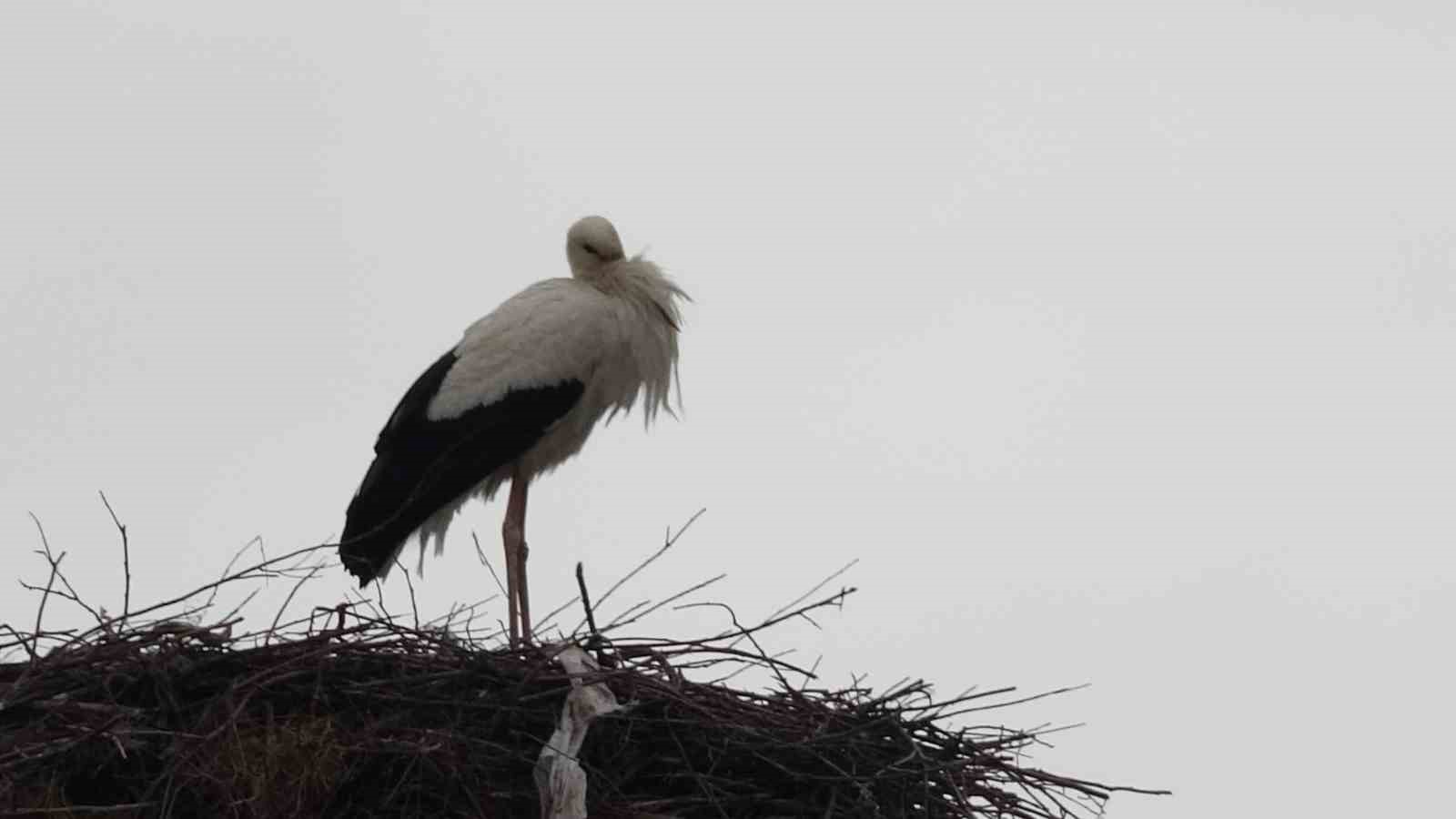 Baharın müjdecileri, asırlardır mesken tuttukları köye döndü
