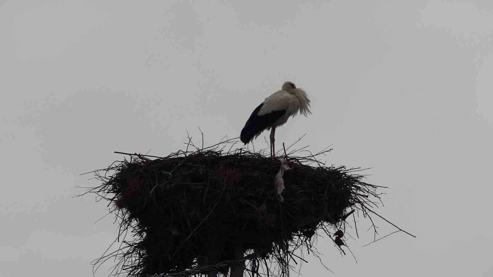 Baharın müjdecileri, asırlardır mesken tuttukları köye döndü
