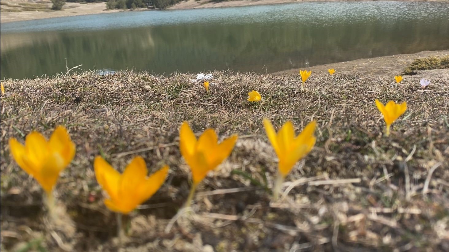 Baharın müjdecisi ‘çiğdemler’ çiçek açtı
