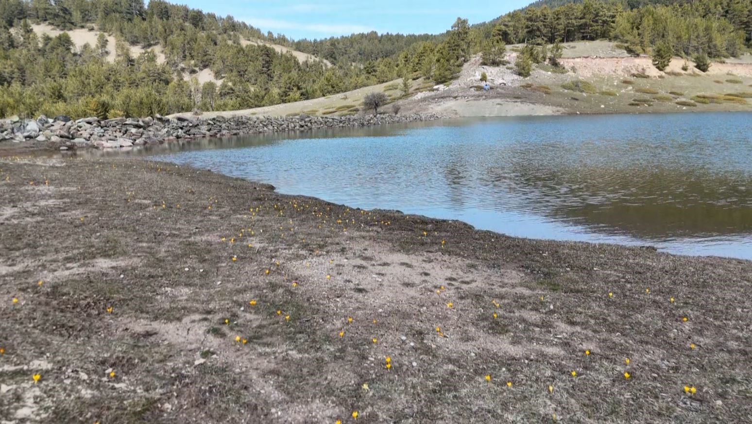 Baharın müjdecisi ‘çiğdemler’ çiçek açtı
