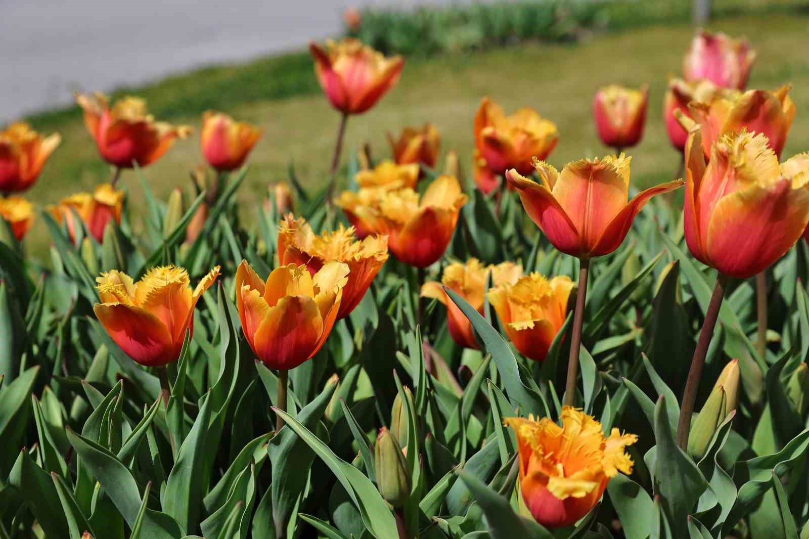 Baharın müjdecisi laleler Antalya sokaklarını renklendirdi
