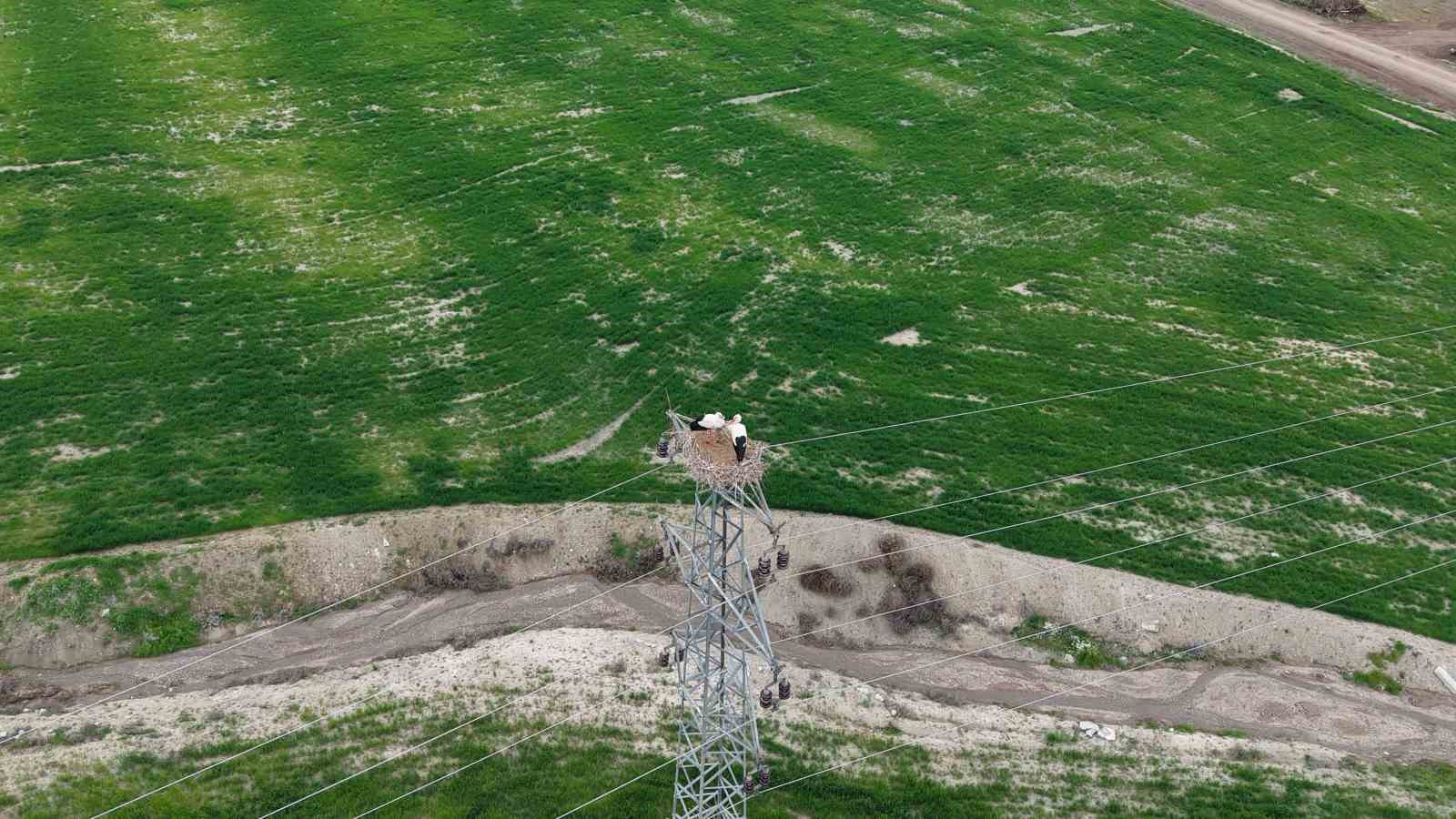 Baharın müjdecisi leylekler Elazığ’ı renklendiriyor
