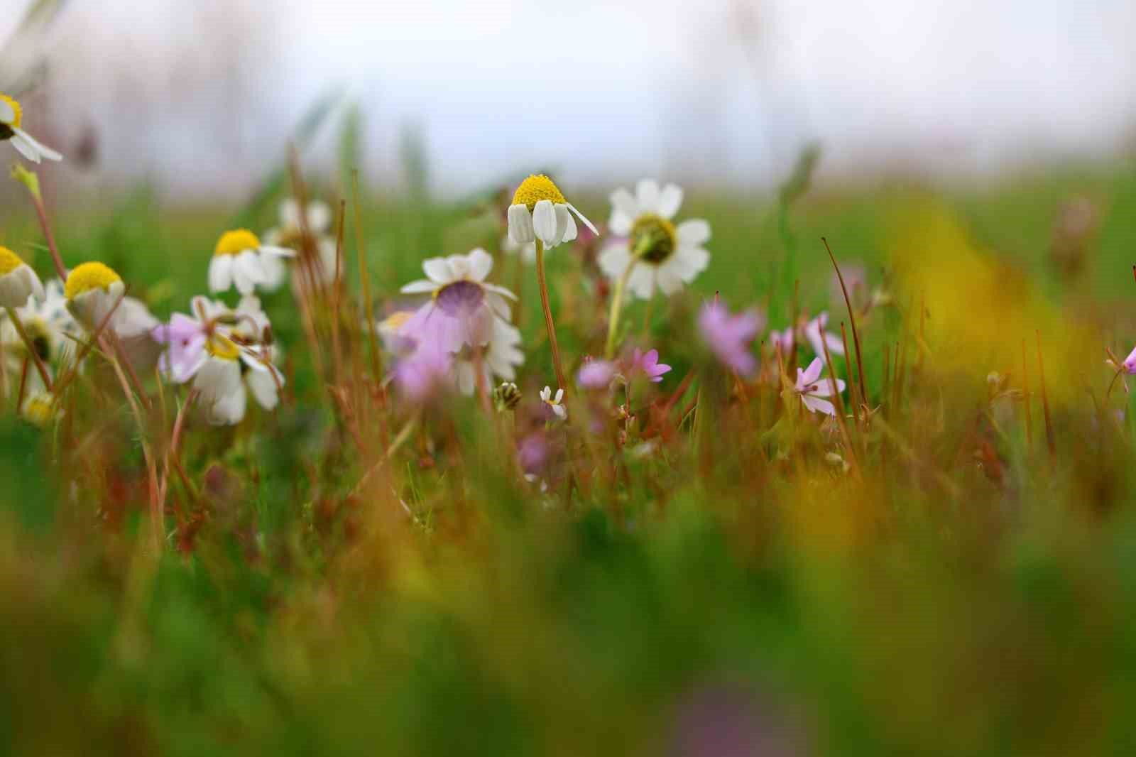 Baharın müjdecisi leylekler Elazığ’ı renklendiriyor
