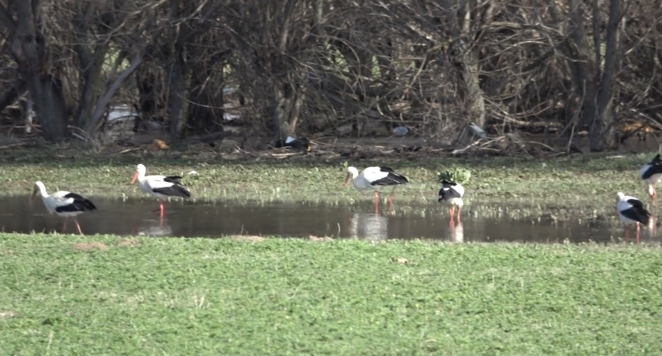 Baharın müjdecisi leylekler görsel şölen oluşturdu
