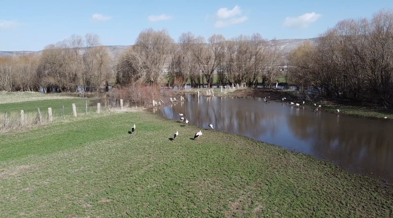 Baharın müjdecisi leylekler görsel şölen oluşturdu
