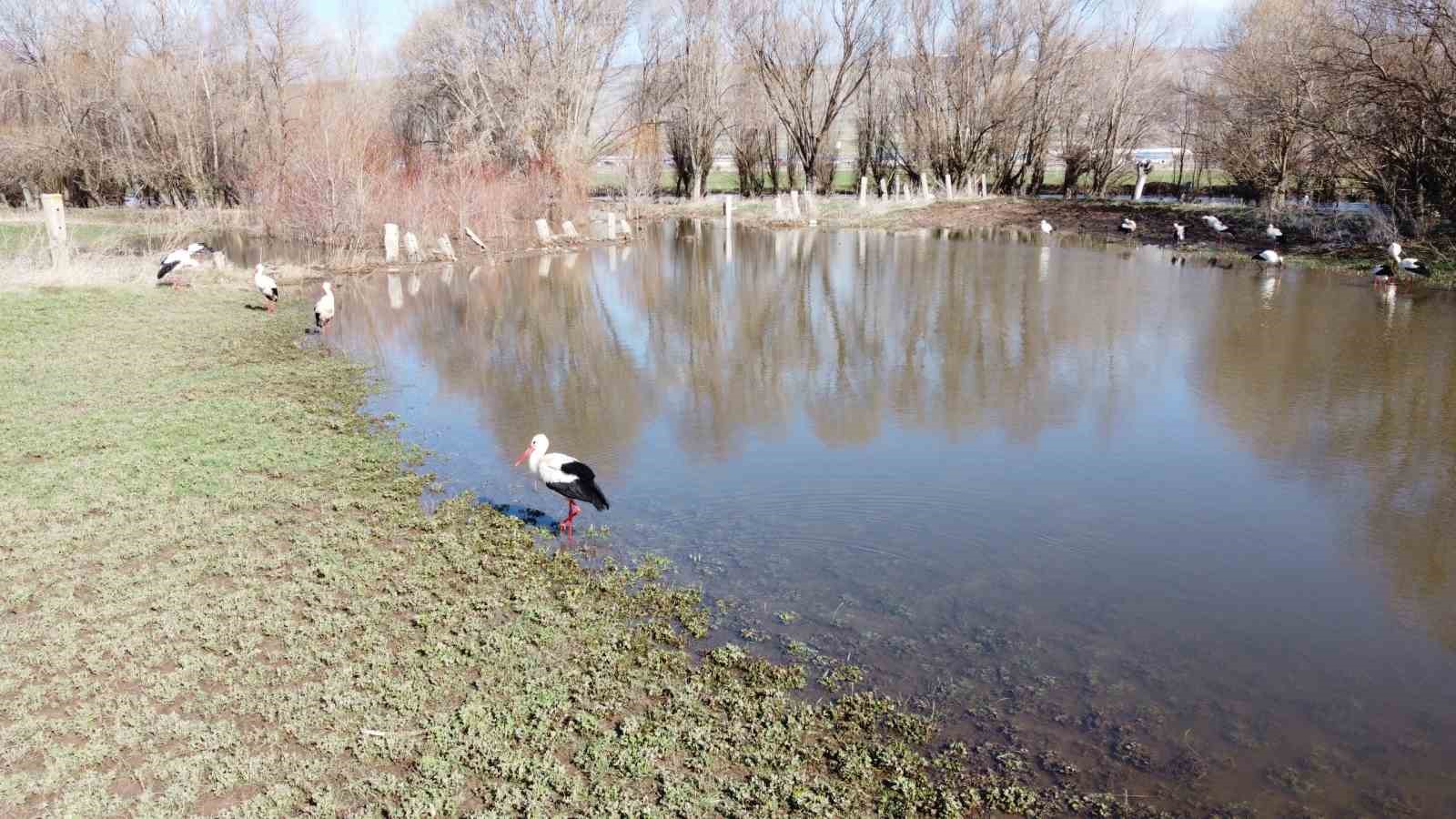 Baharın müjdecisi leylekler görsel şölen oluşturdu
