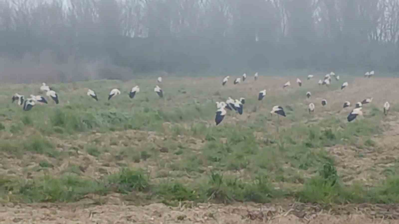 Baharın müjdecisi  leylekler: Yüzlercesi aynı anda konakladı

