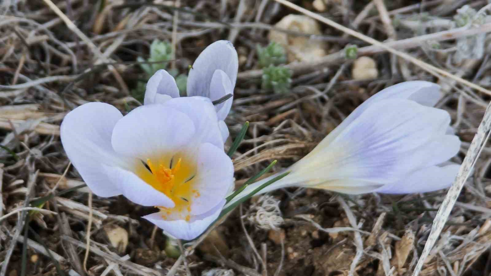 Baharla birlikte tarlalarda ekim mesaisi başladı
