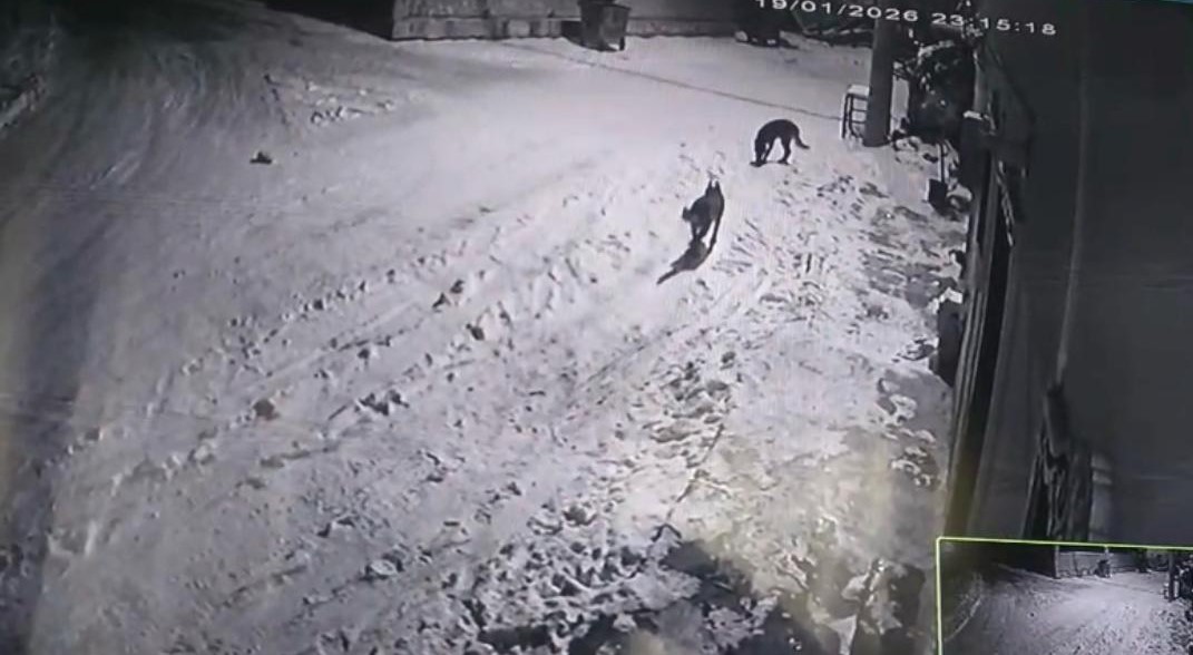 Bahçesine giren kurtları çaydanlıktaki sıcak suyla kovaladı
