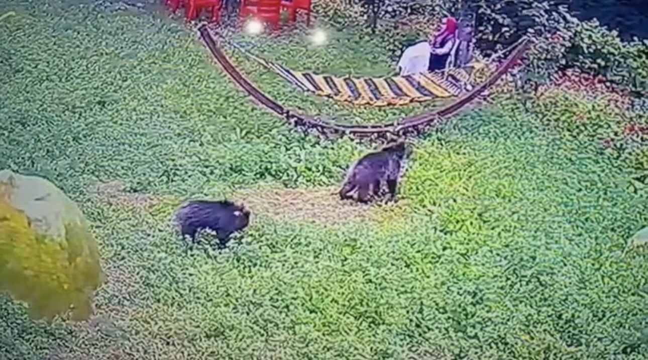 Bahçeye giren yavru ayılar kamerada
