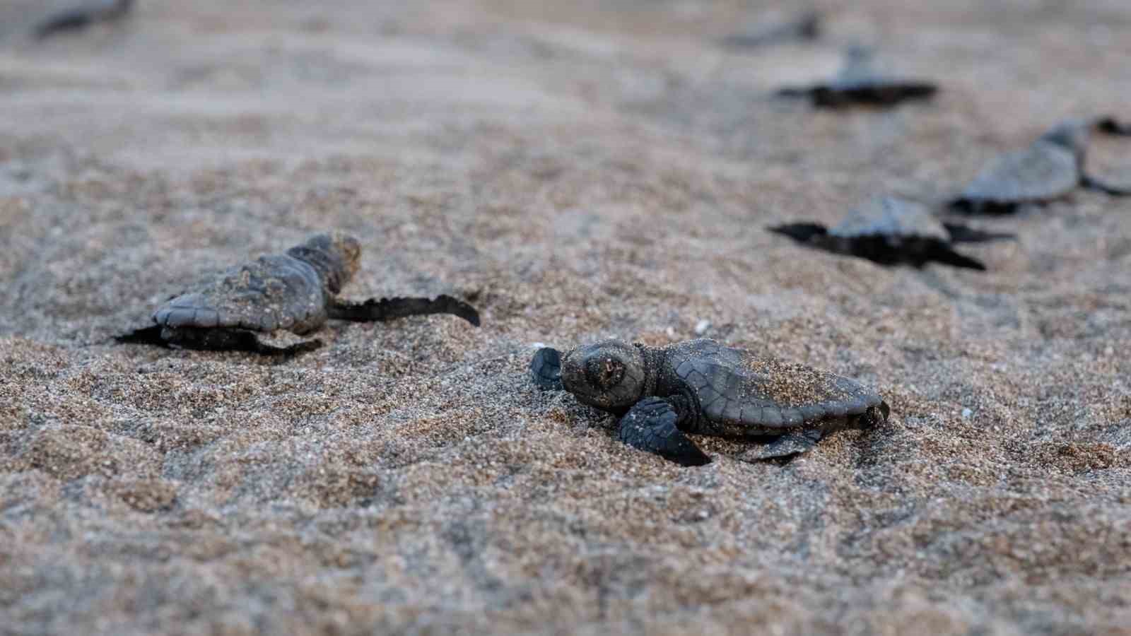 Bakan Kurum: "Daha adil bir dünya sıfır atık ile mümkün"
Bakan Kurum: "Daha adil bir dünya sıfır atık ile mümkün"