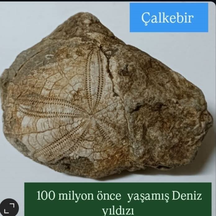 Baklan’da milyonlarca yıllık deniz yıldızı fosili bulundu
