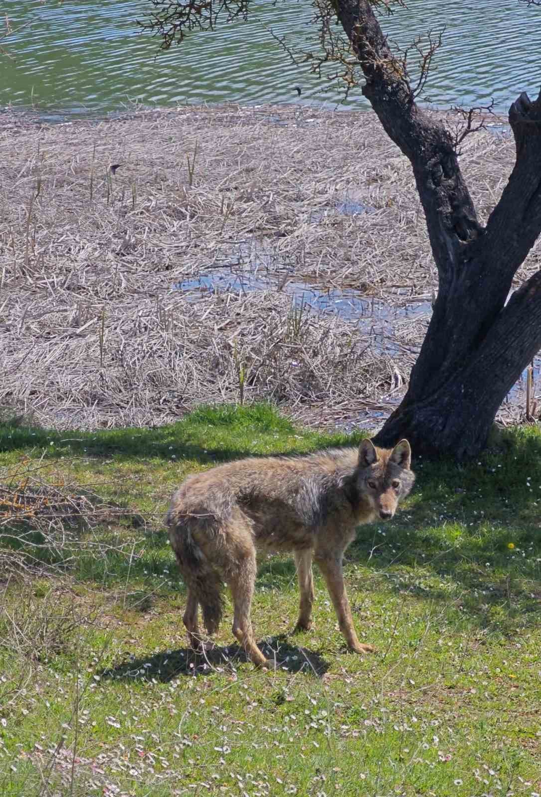 Balık tutmaya giderken kurtla karşılaştılar
