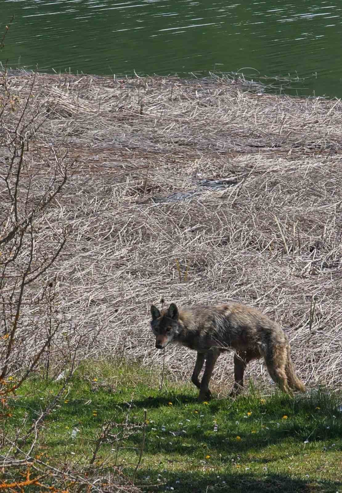Balık tutmaya giderken kurtla karşılaştılar

