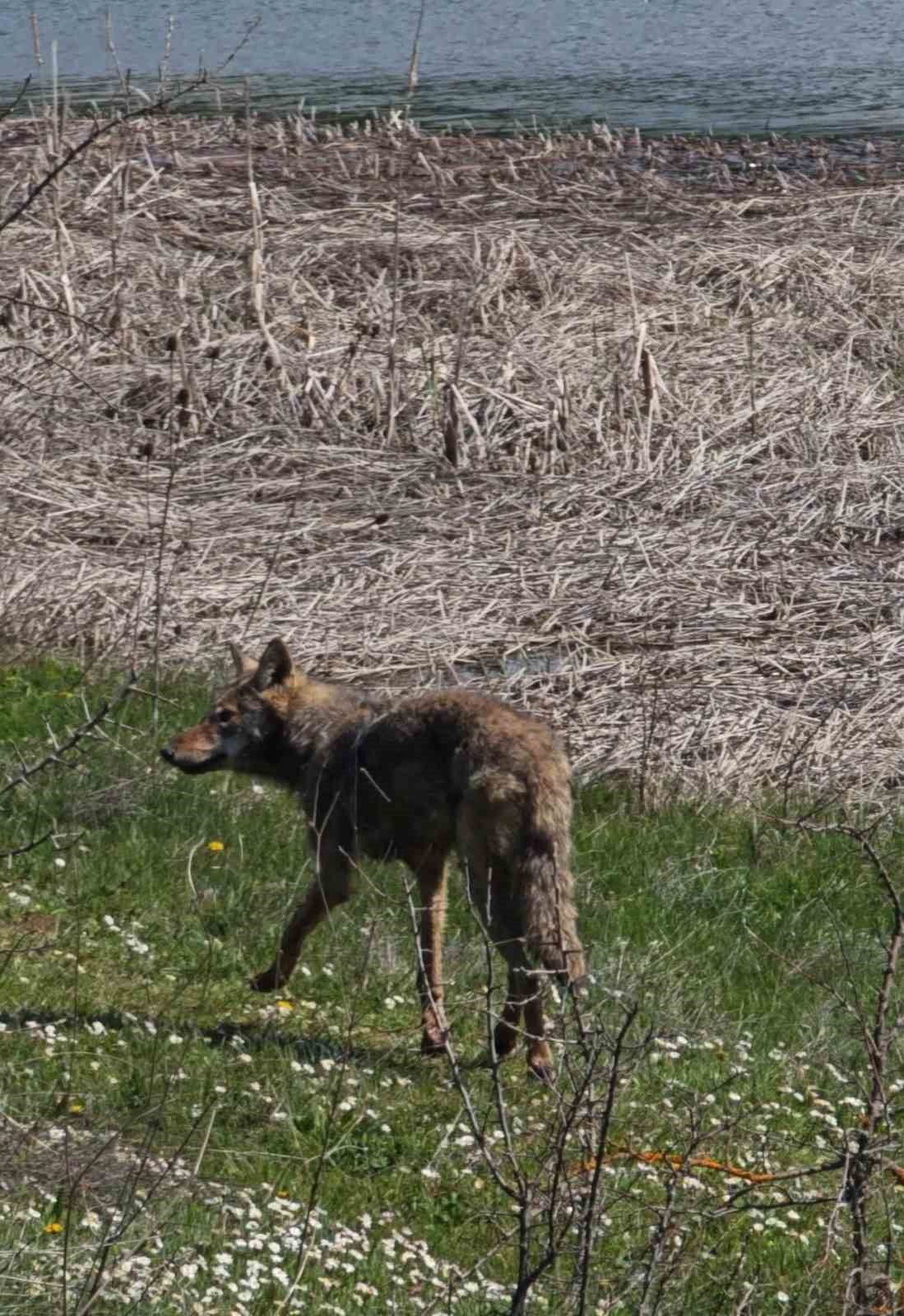 Balık tutmaya giderken kurtla karşılaştılar
