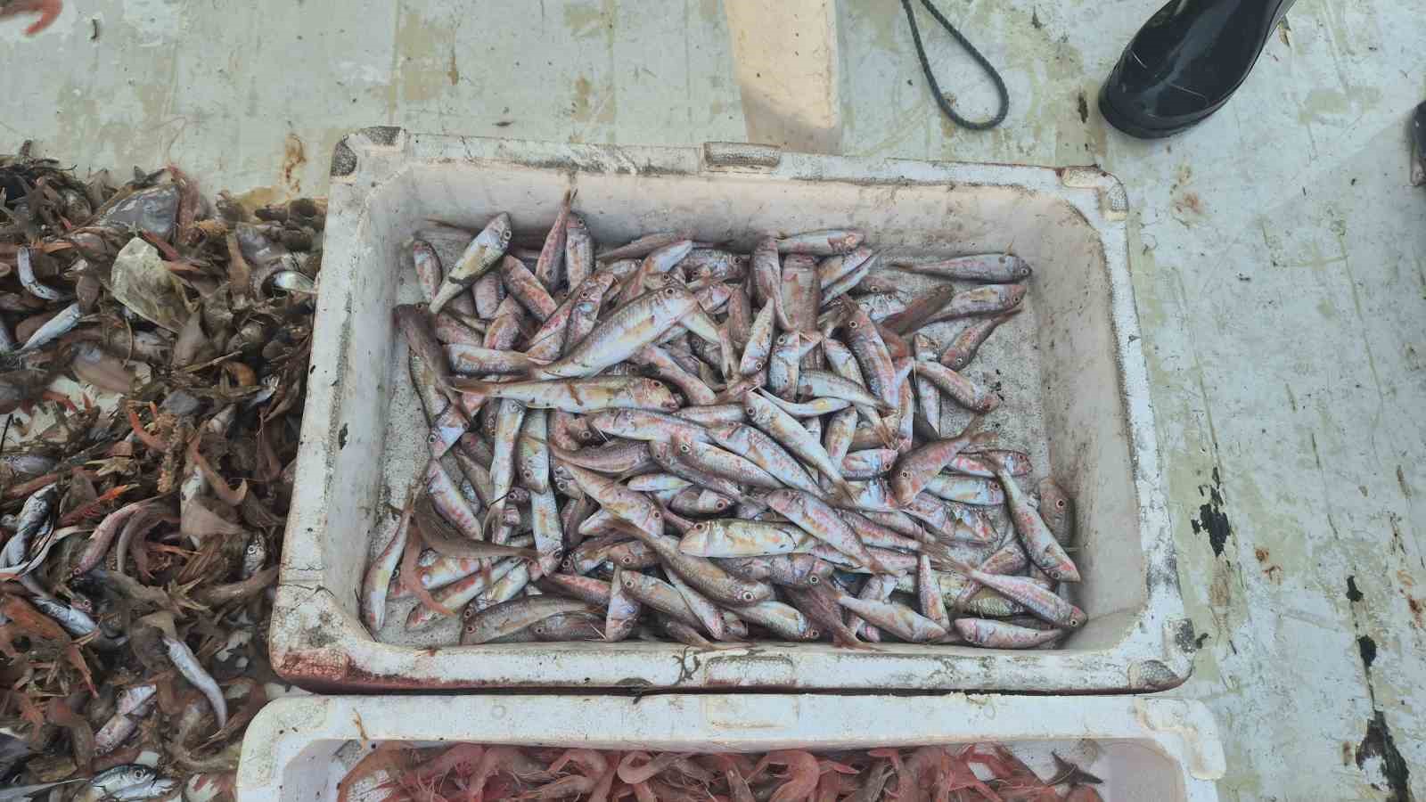 Balıkçılar karides, tekir ve istavritle limana döndü
