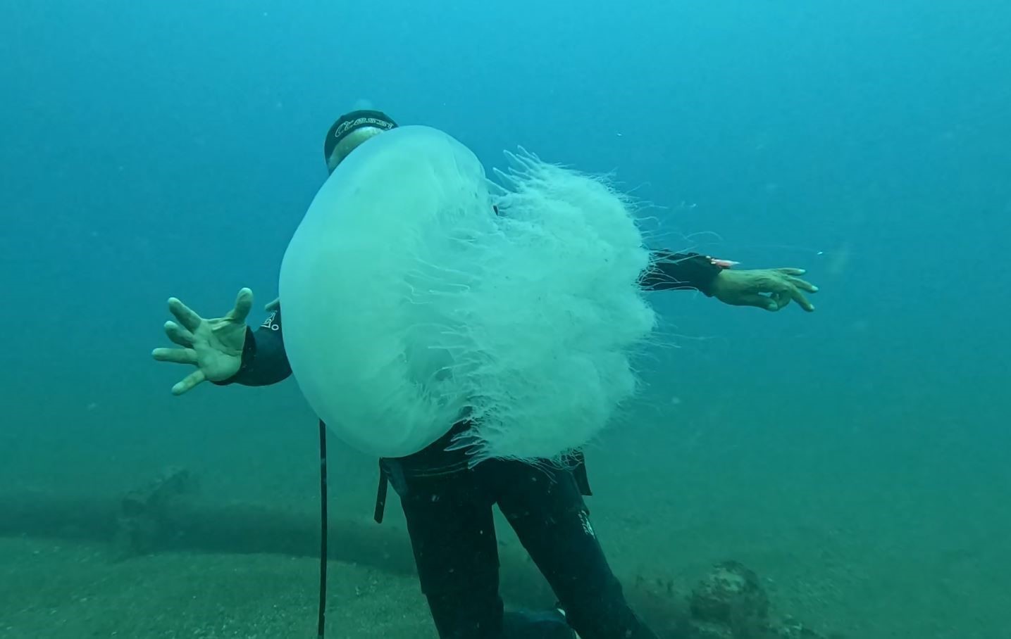 Balıkçıların kabusu oldular : Attıkları ağlara yüzlerce dev denizanası takıldı
