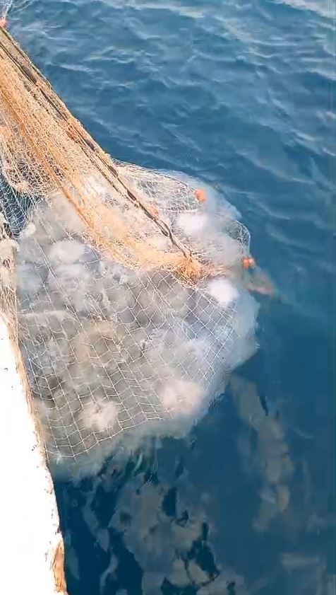 Balıkçıların kabusu oldular : Attıkları ağlara yüzlerce dev denizanası takıldı
