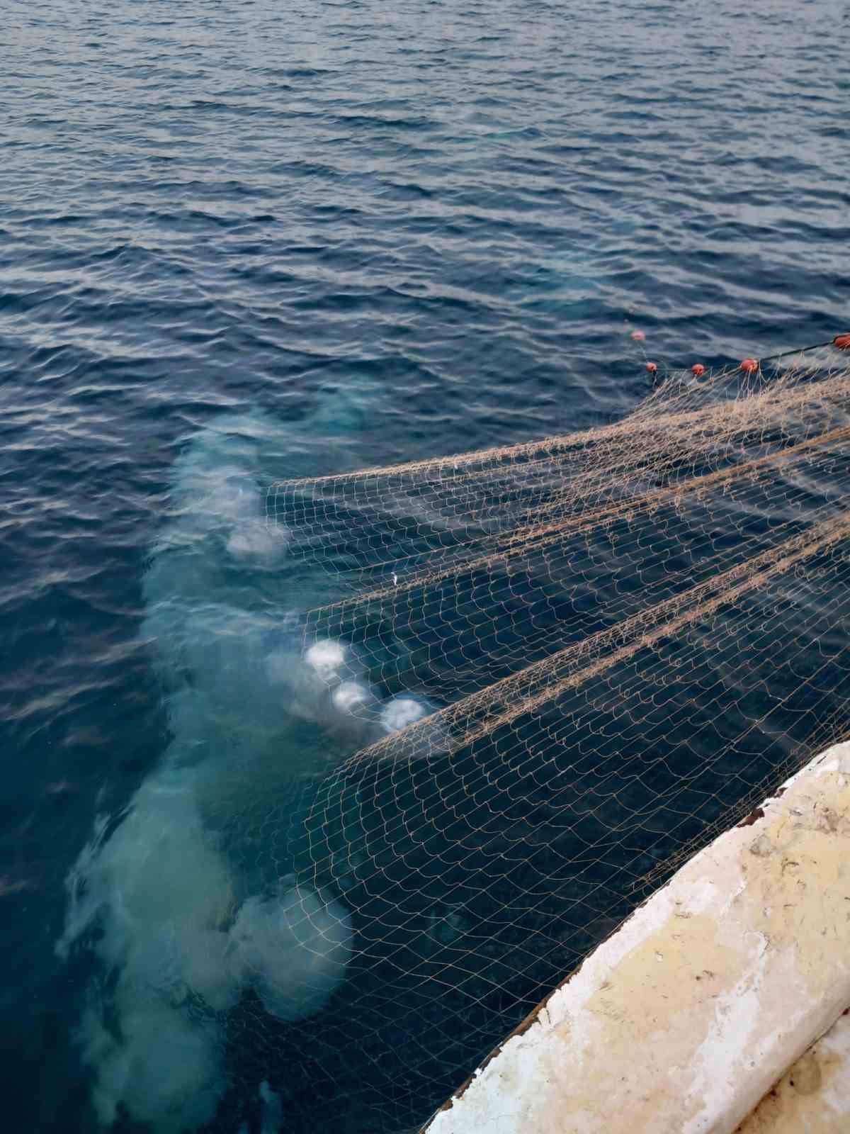 Balıkçıların kabusu oldular : Attıkları ağlara yüzlerce dev denizanası takıldı
