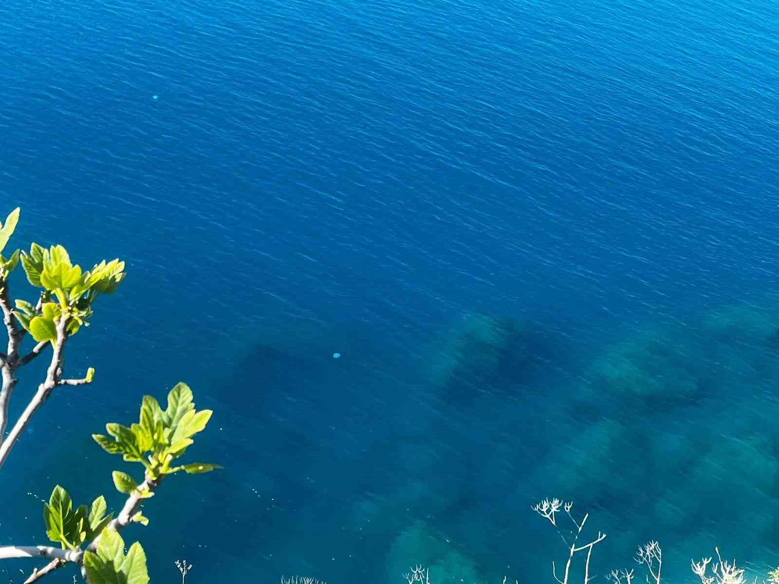 Balıkçıların kabusu oldular : Attıkları ağlara yüzlerce dev denizanası takıldı

