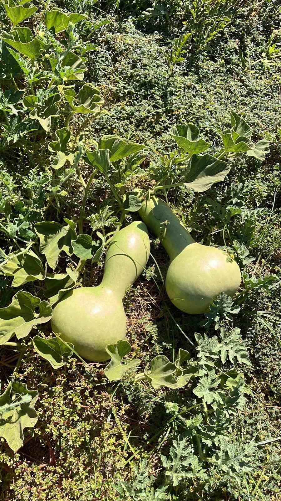 Balıkesir Büyükşehir Belediyesi, Ata Tohumları ile envanterini güçlendiriyor
