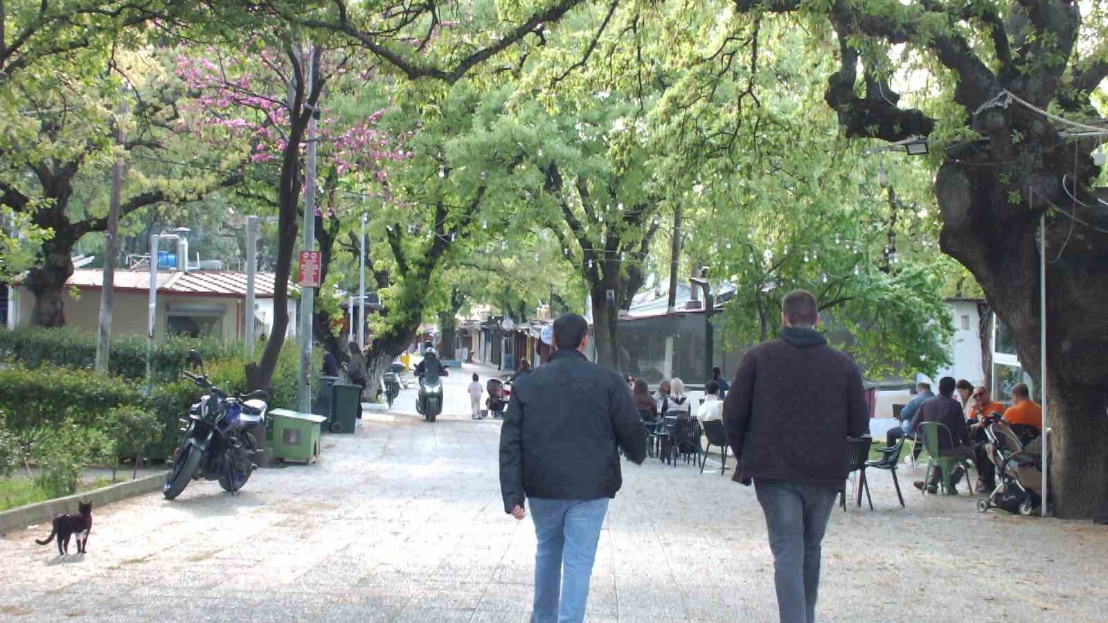 Balıkesir’de 1620 tarihi meşeye özel koruma
