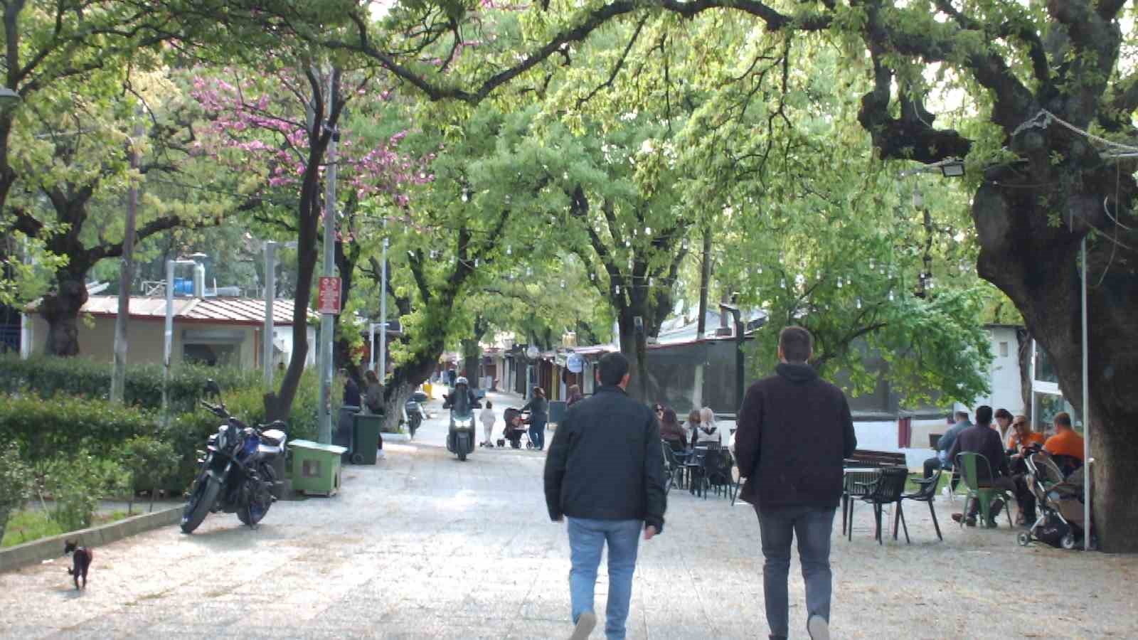 Balıkesir’de 1620 tarihi meşeye özel koruma
