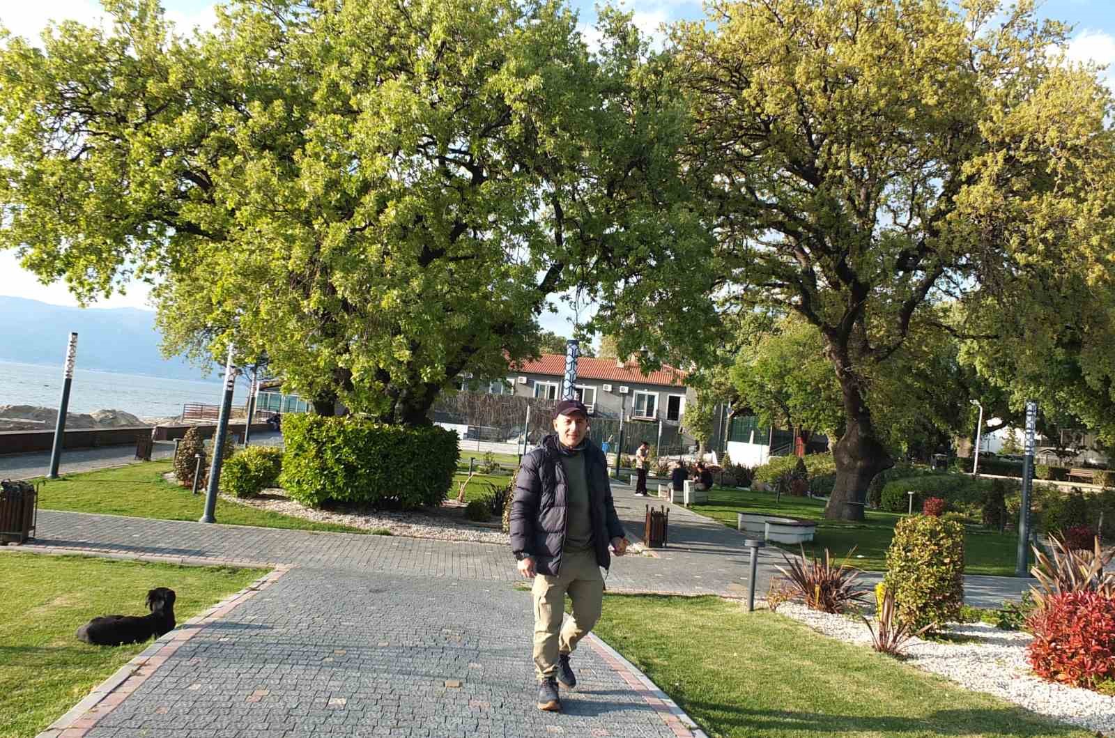 Balıkesir’de 1620 tarihi meşeye özel koruma
