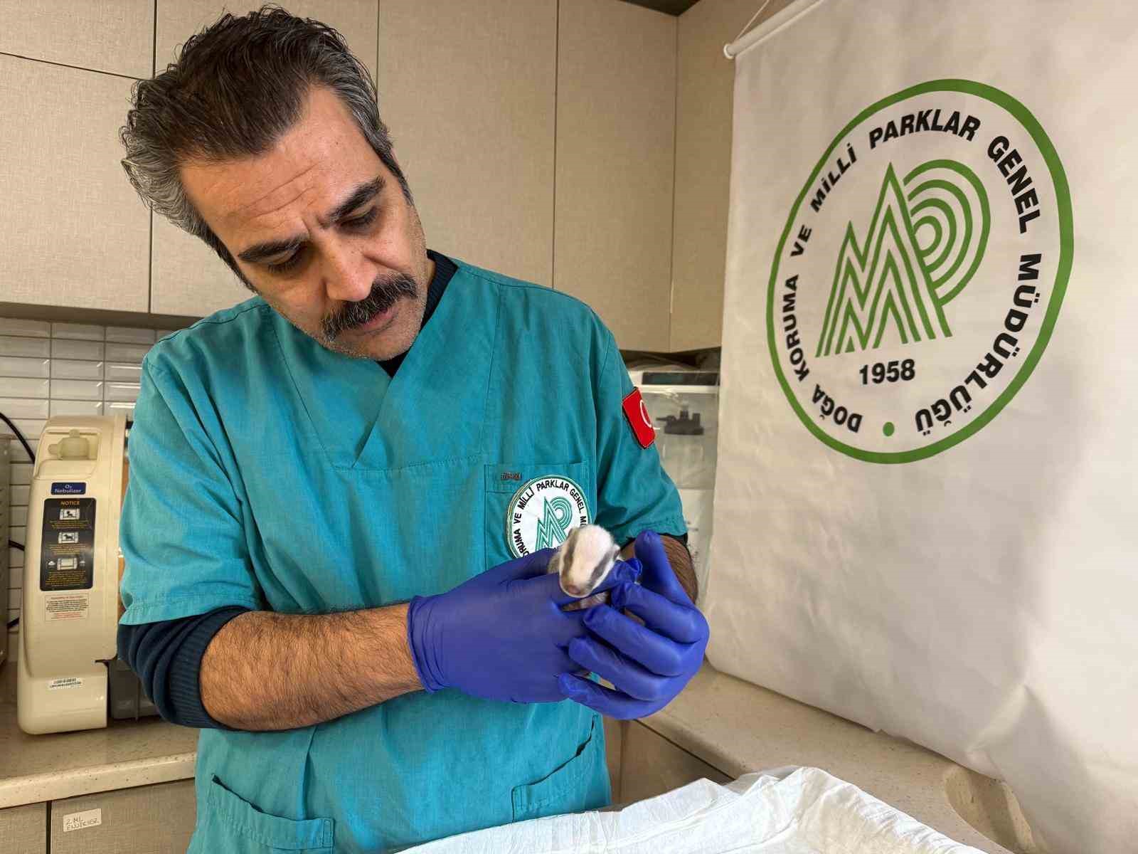 Balıkesir’de bitkin halde bulunan porsuk yavrusu koruma altına alındı
