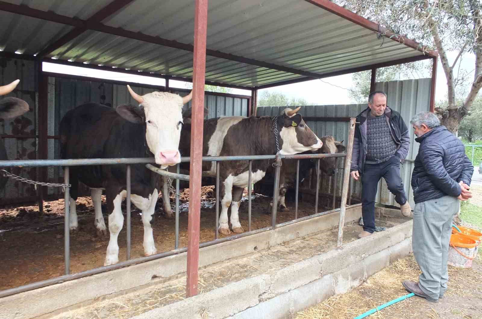 Balıkesir’de kurbanlık satışları başladı
Balıkesir’de kurbanlık satışları başladı