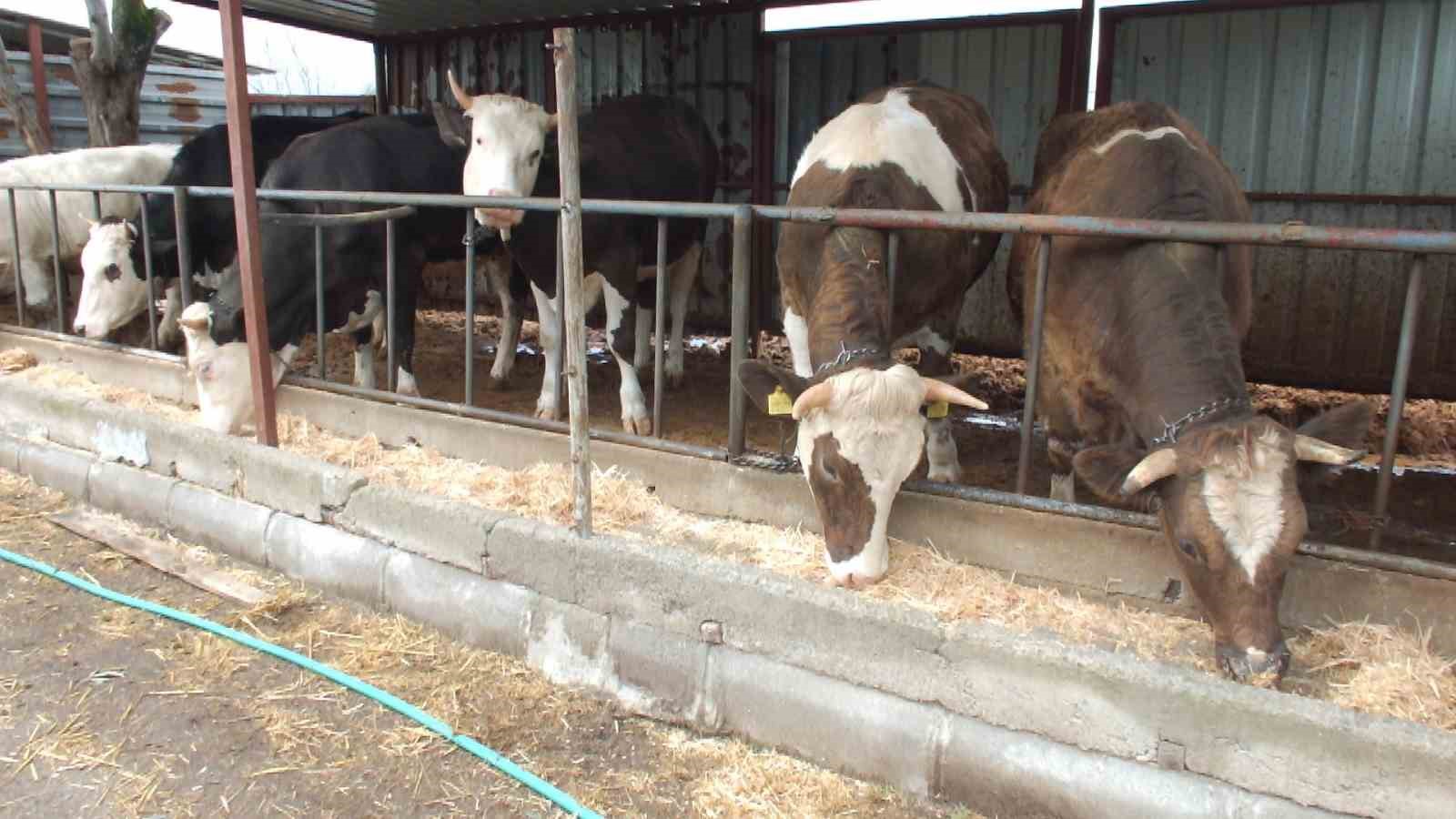 Balıkesir’de kurbanlık satışları başladı
Balıkesir’de kurbanlık satışları başladı