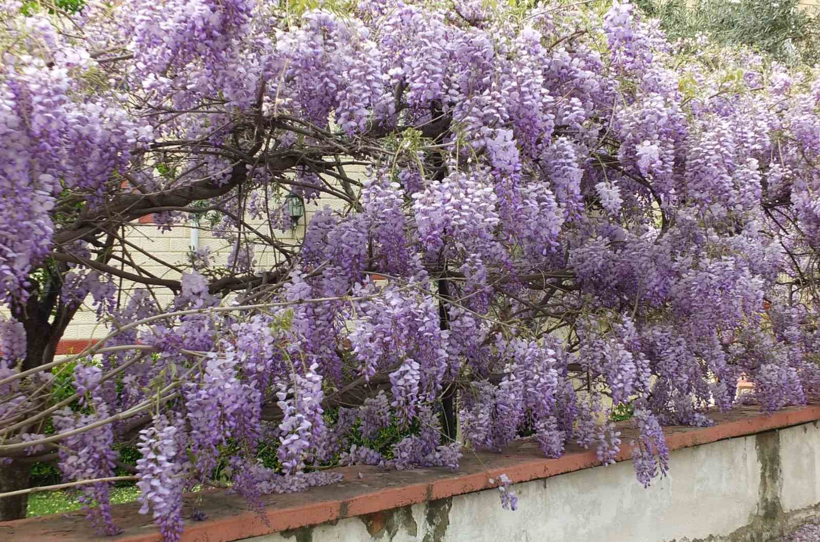Balıkesir’de mor salkım güzelliği başladı

