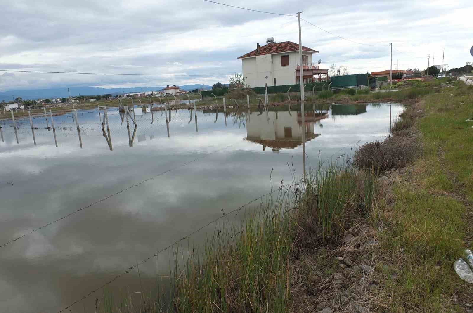 Balıkesir’de nisan yağmurları zeytincileri sevindirdi
