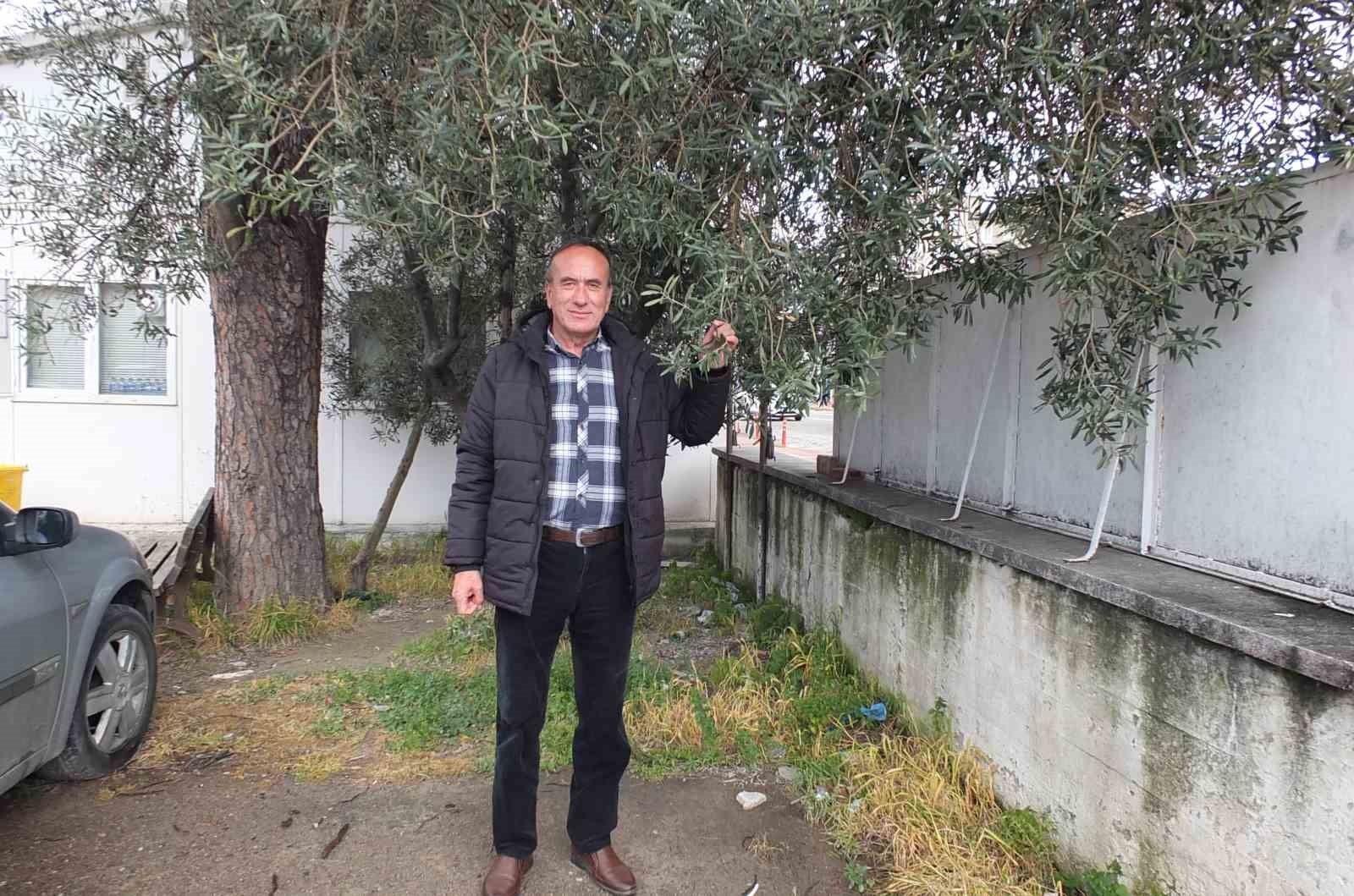 Balıkesir’de nisan yağmurları zeytincileri sevindirdi
