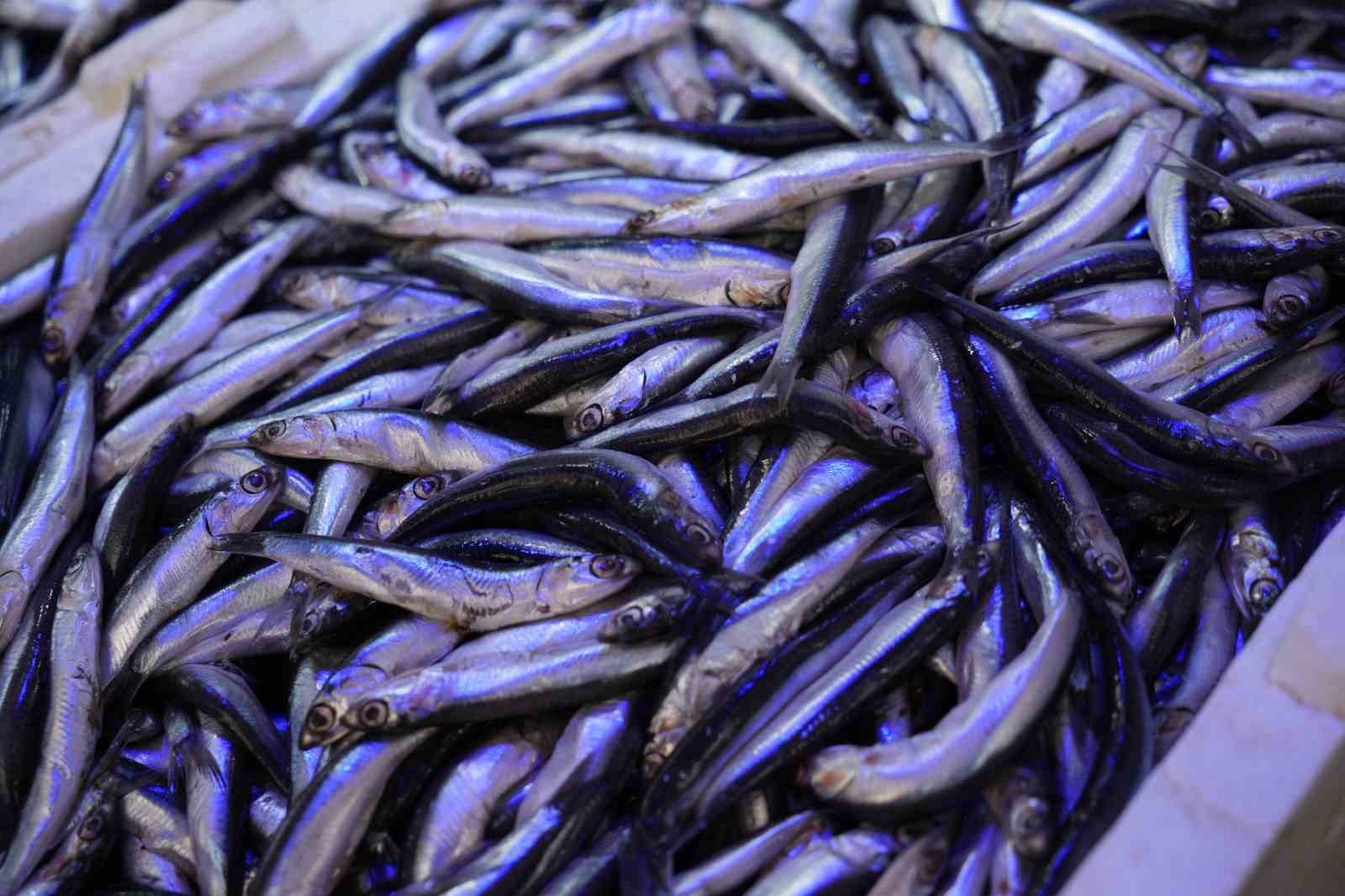 Balıkta bereketli sezon: "Halk bu yıl balığa doydu"
