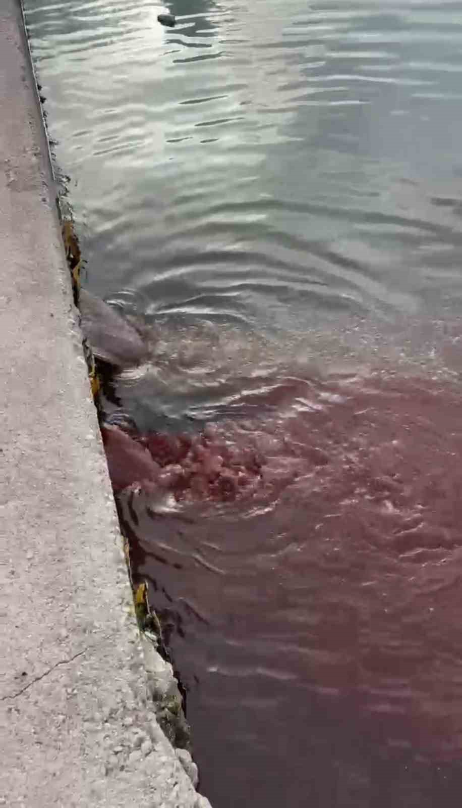 Bandırma’da deniz yüzeyi kırmızıya döndü
