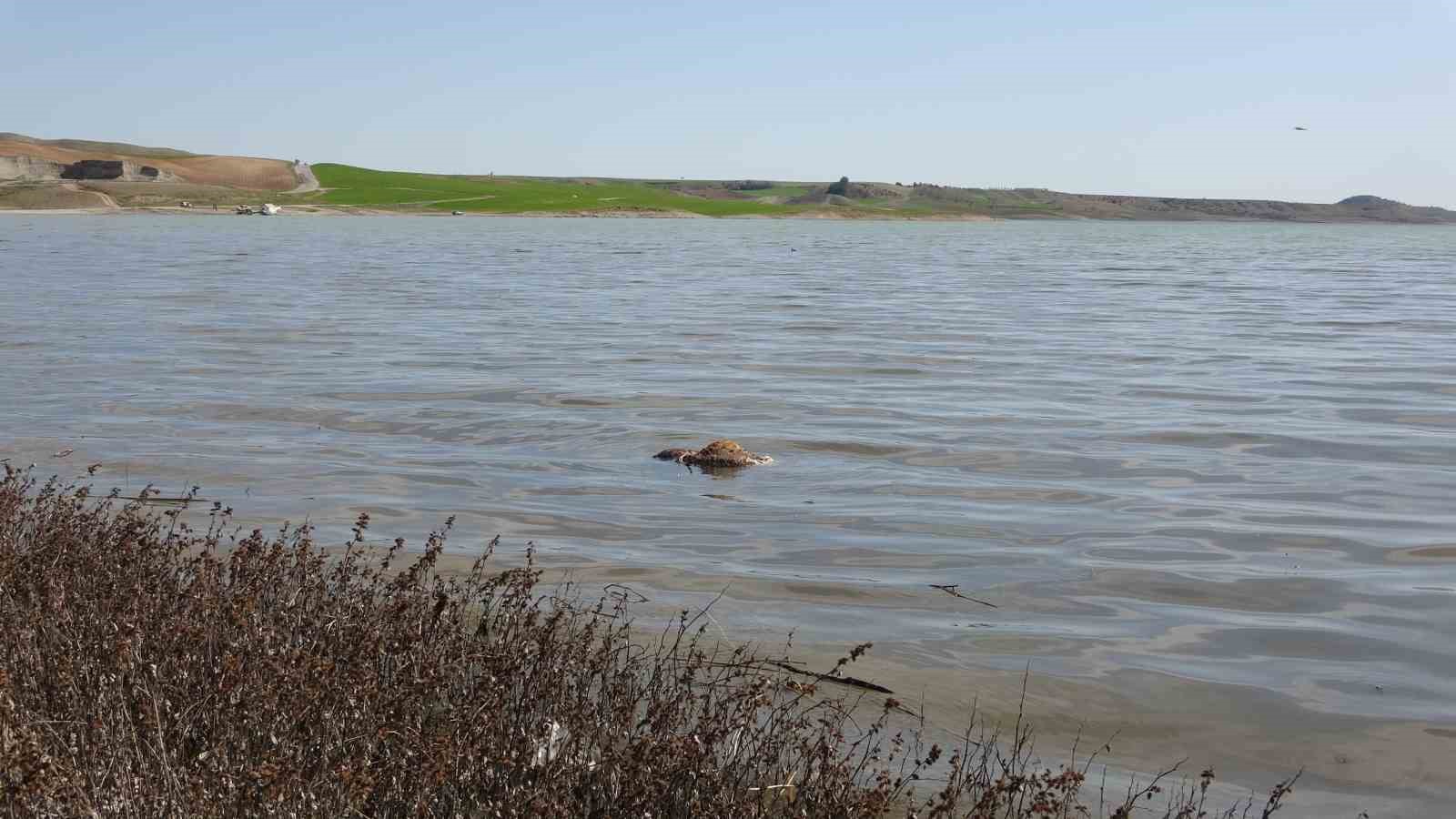 Baraj içerisine ve ulu orta atılan büyükbaş hayvan leşleri pes dedirtti
