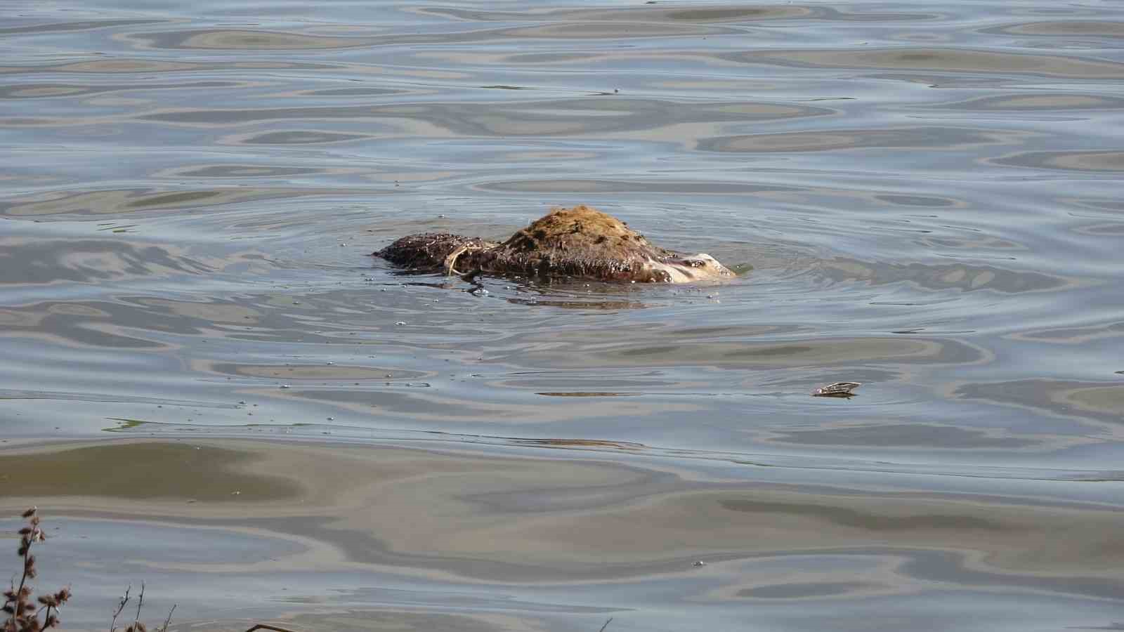 Baraj içerisine ve ulu orta atılan büyükbaş hayvan leşleri pes dedirtti
