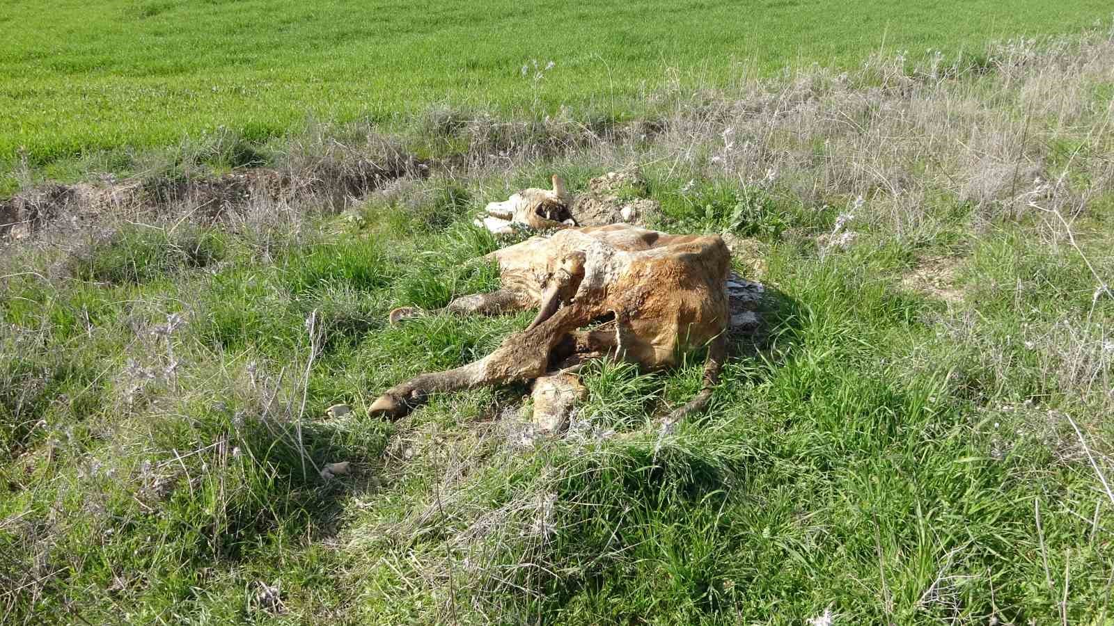 Baraj içerisine ve ulu orta atılan büyükbaş hayvan leşleri pes dedirtti
