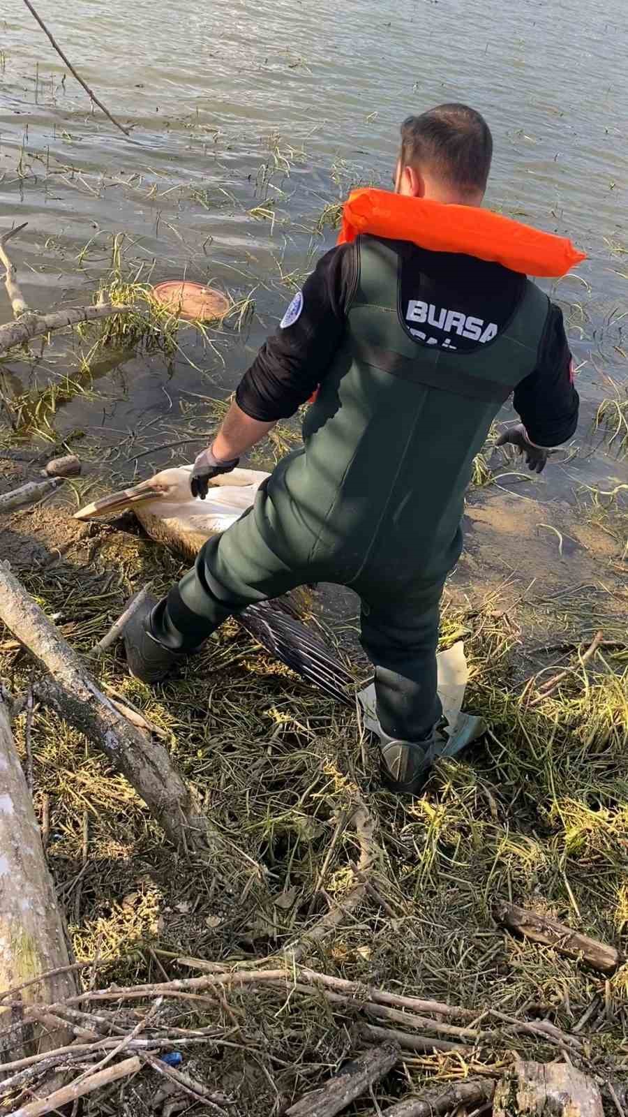 Barajda mahsur kalan pelikan böyle kurtarıldı
