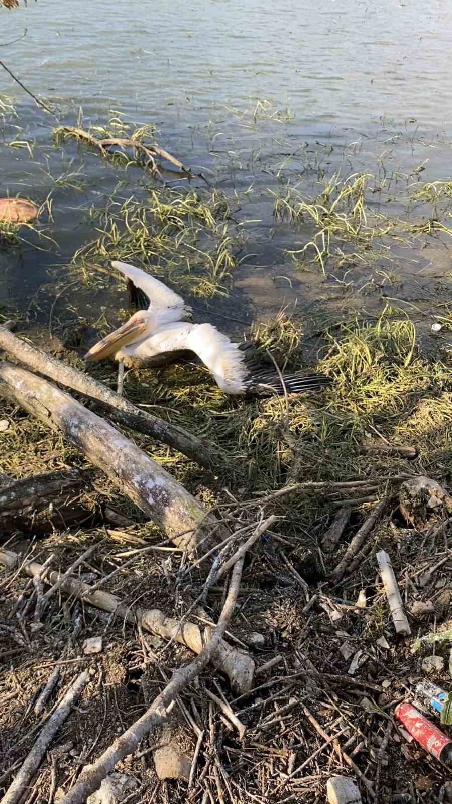 Barajda mahsur kalan pelikan böyle kurtarıldı
