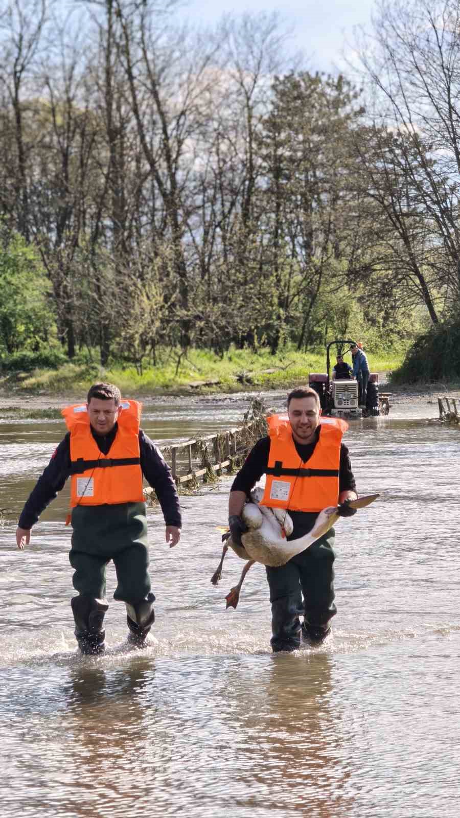 Barajda mahsur kalan pelikan böyle kurtarıldı
