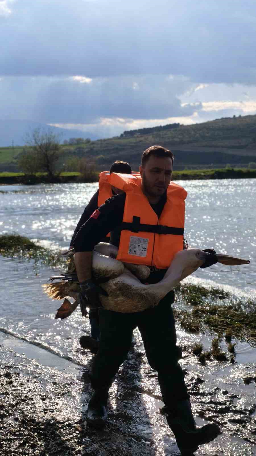 Barajda mahsur kalan pelikan böyle kurtarıldı
