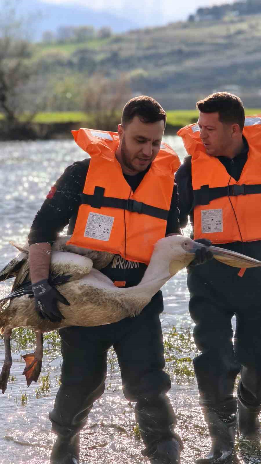 Barajda mahsur kalan pelikan böyle kurtarıldı
