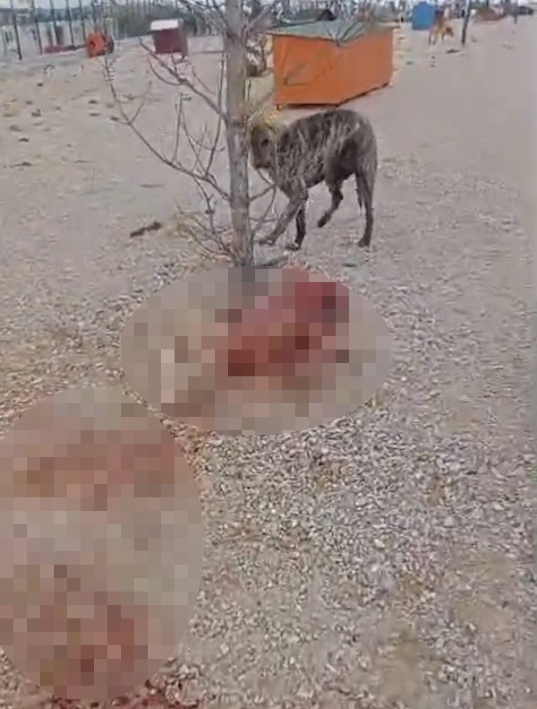 Barınakta aç ve susuz bırakılan köpeklerin birbirini parçaladığı iddiası
